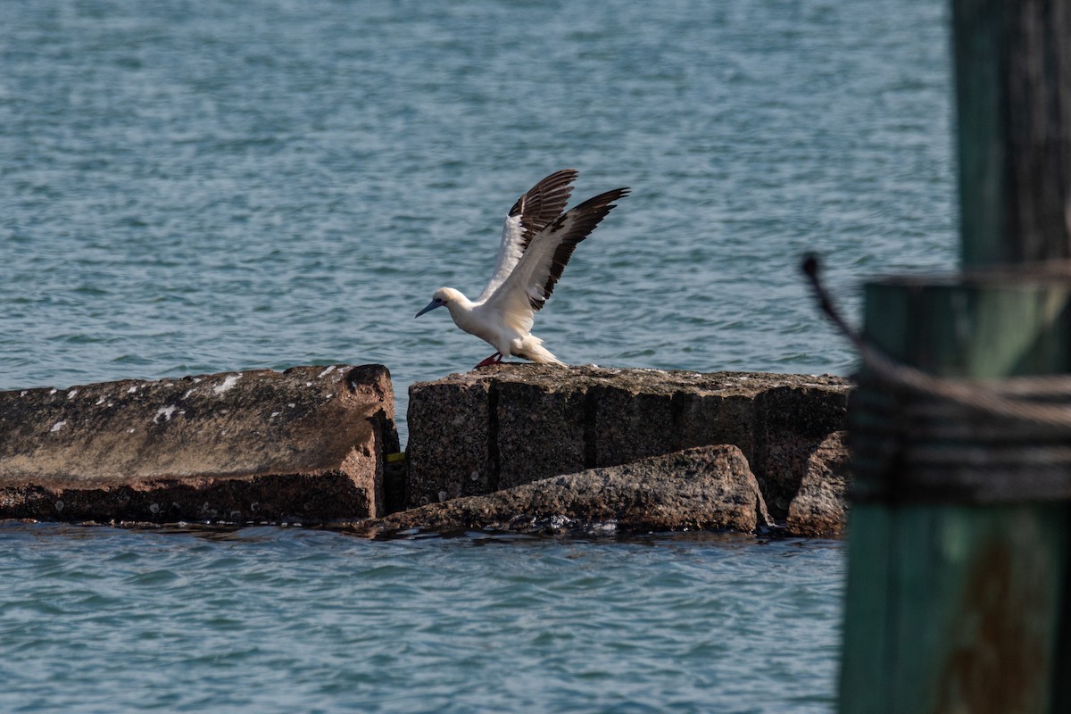 Fou à pieds rouges - ML646275904