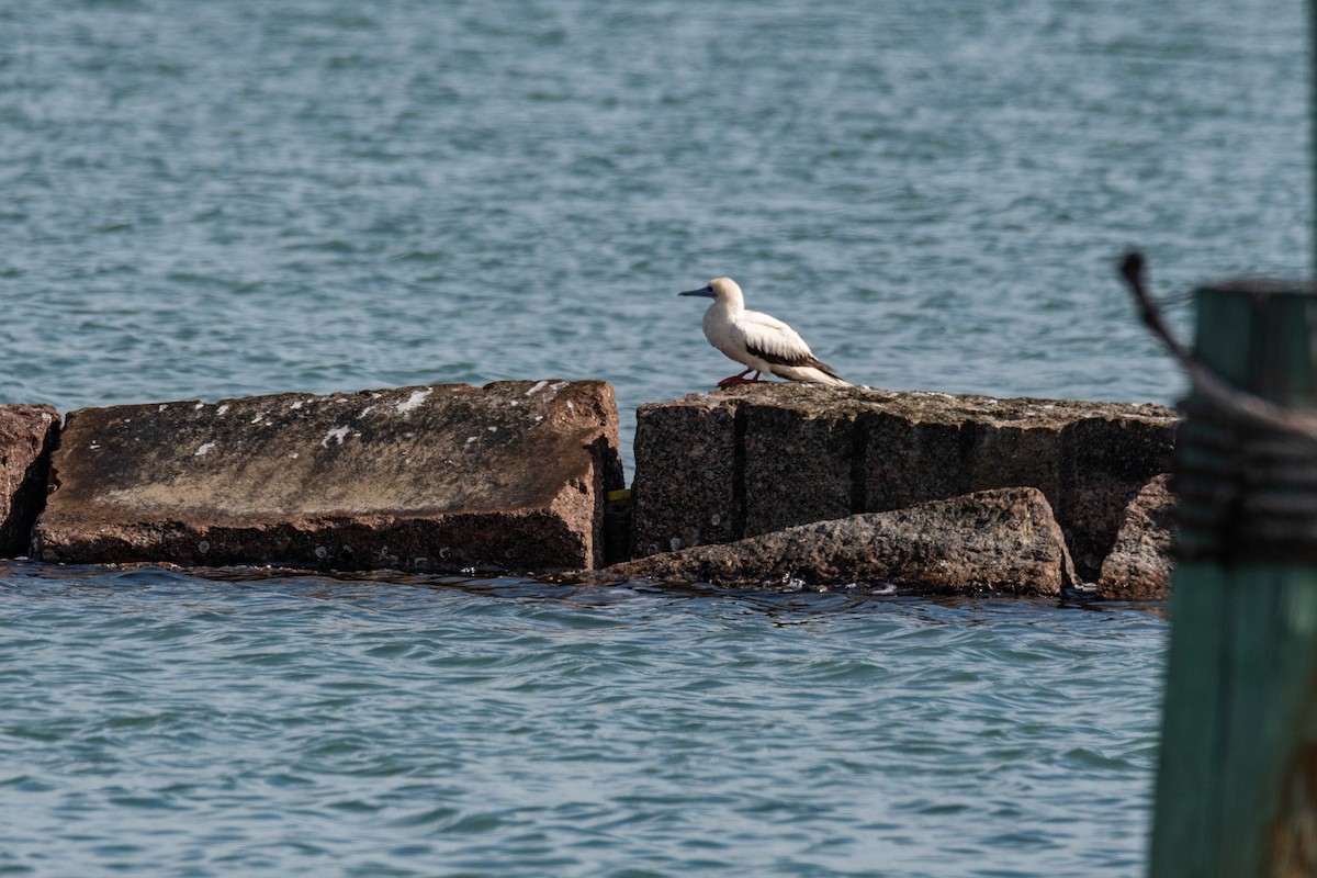 Fou à pieds rouges - ML646275905
