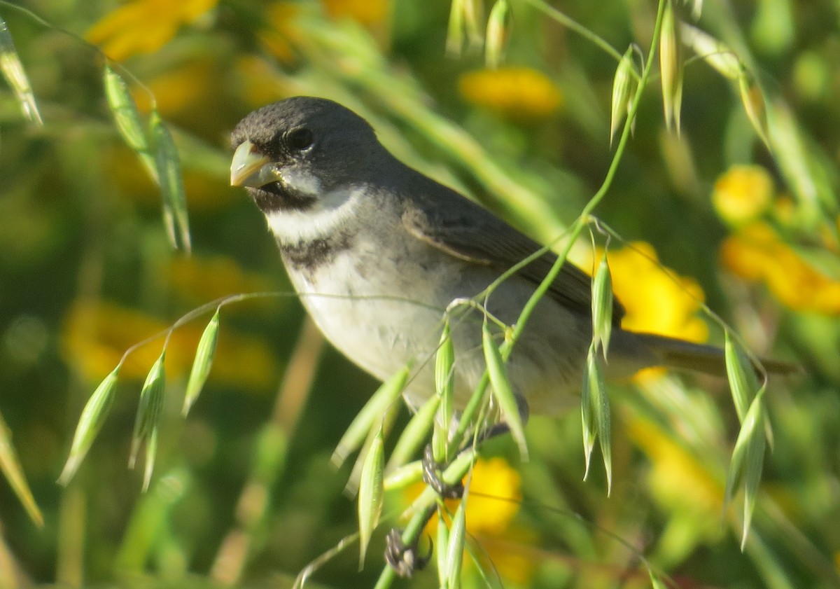 Sporophile à col double - ML646275906