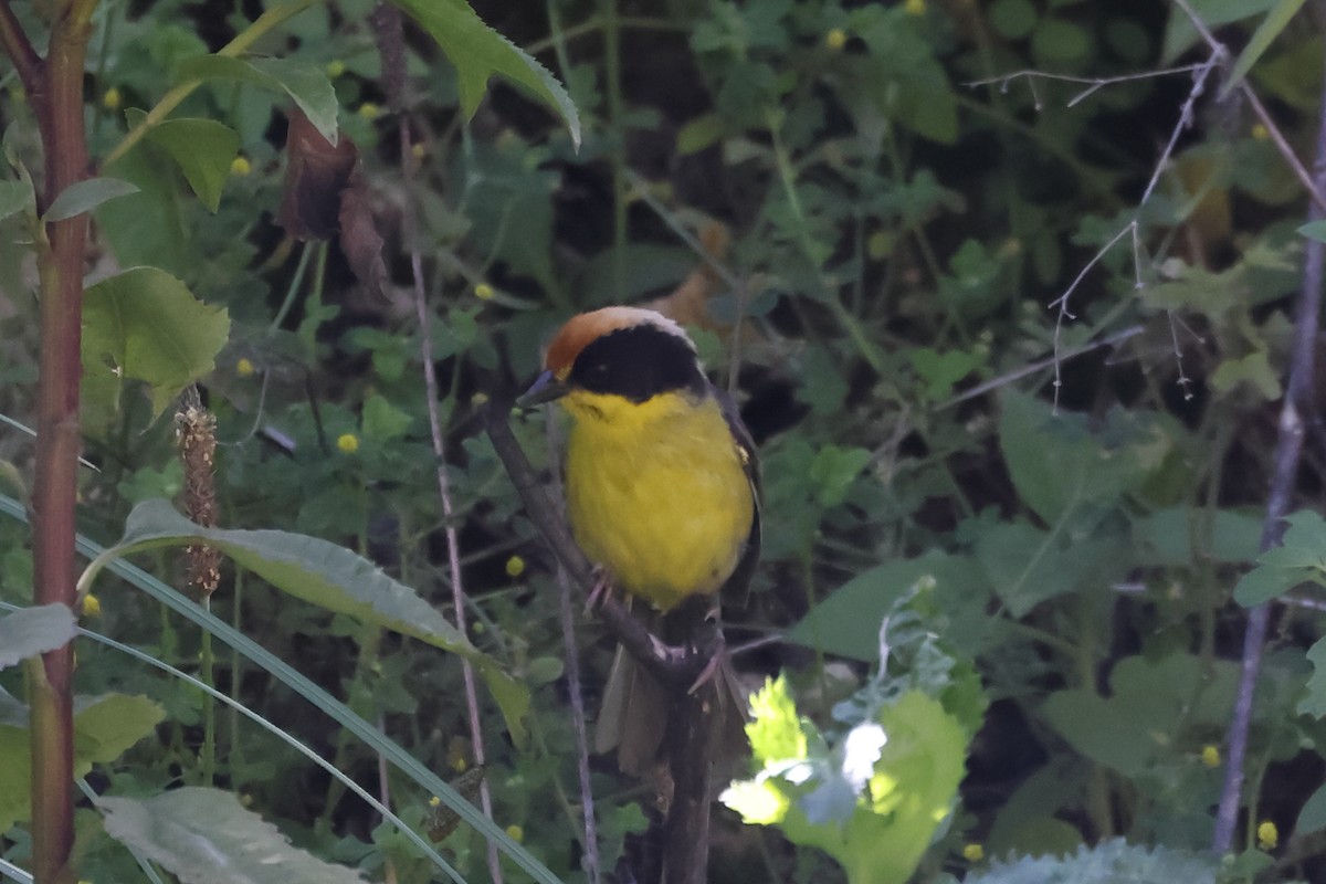 Tohi à miroir - ML646275907