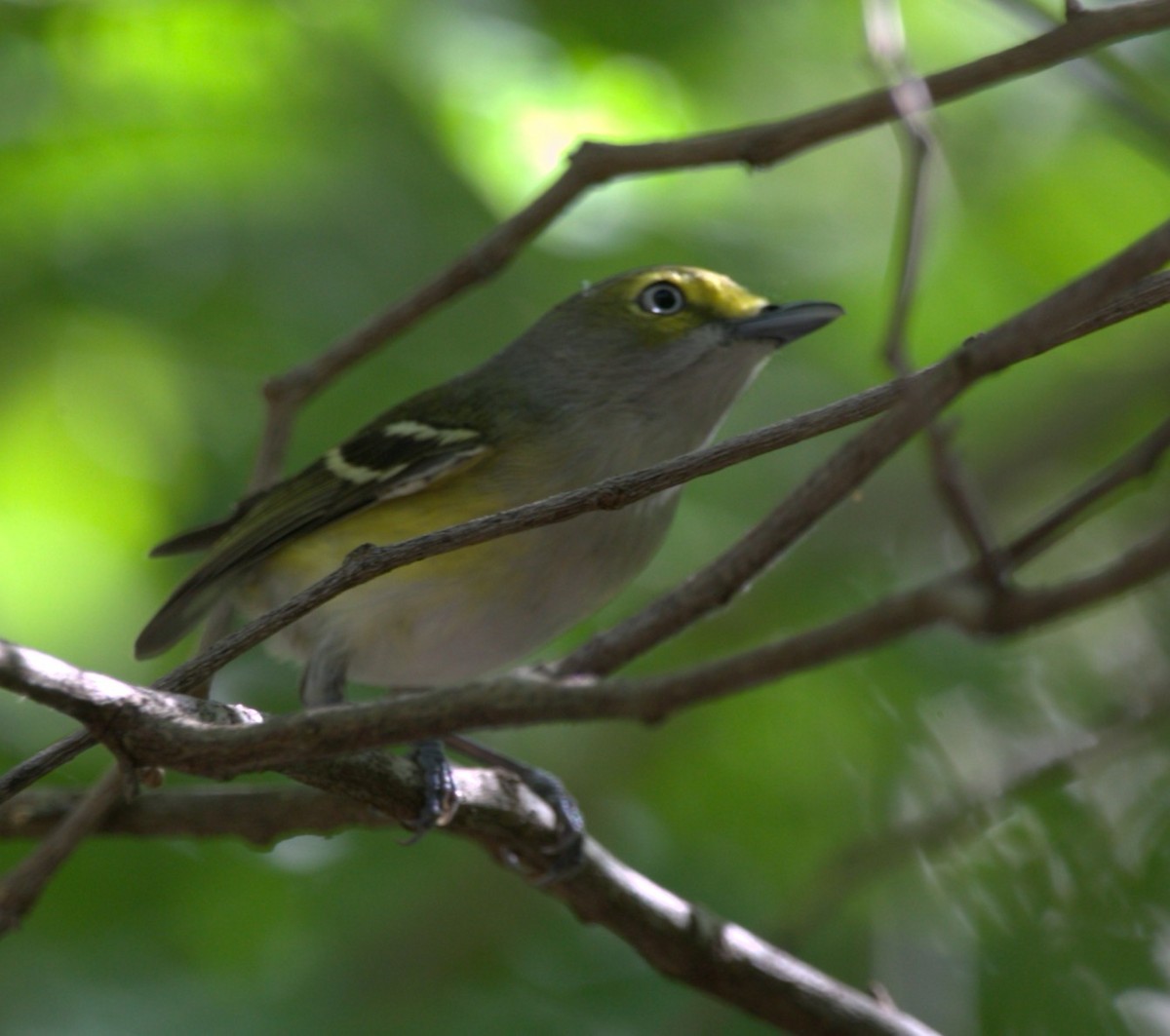 Viréo aux yeux blancs - ML646275908