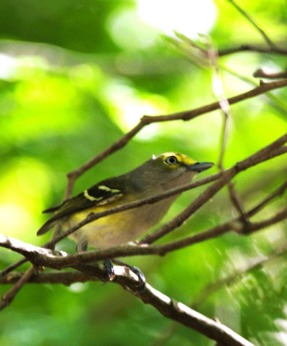 Viréo aux yeux blancs - ML646275909