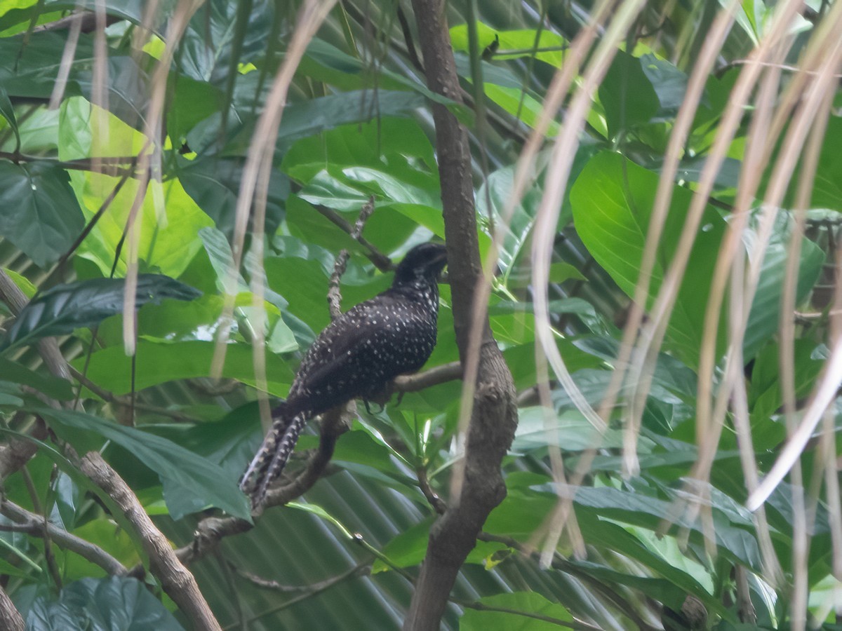 Coucou koël - ML646275911