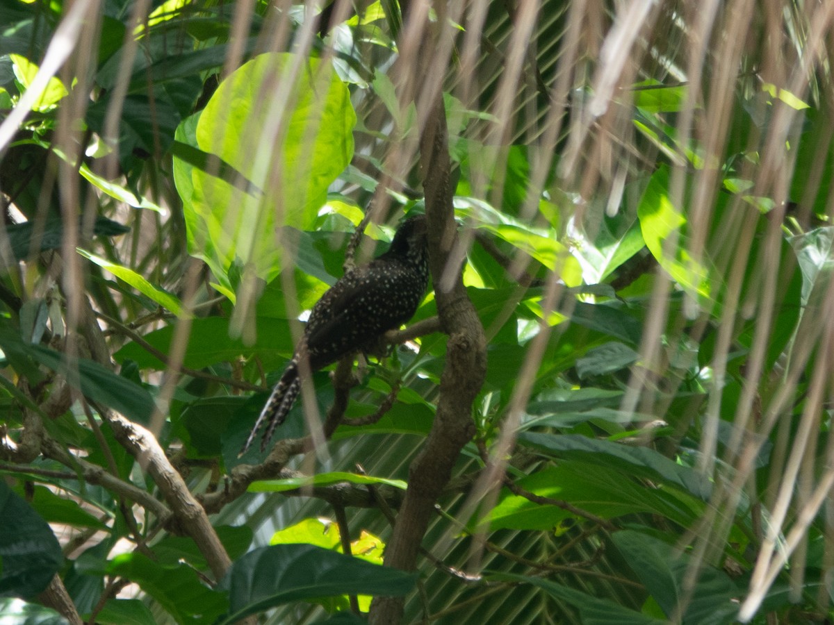 Coucou koël - ML646275912