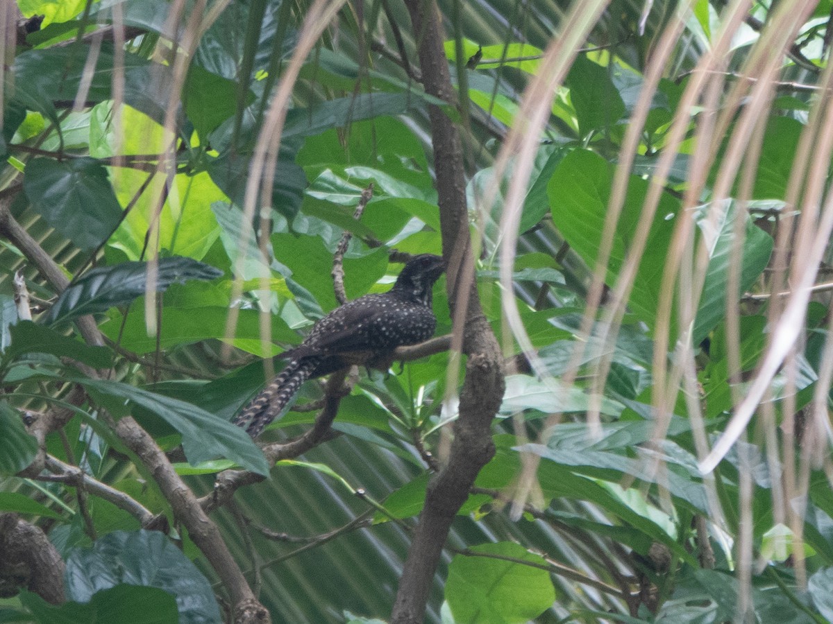 Coucou koël - ML646275913