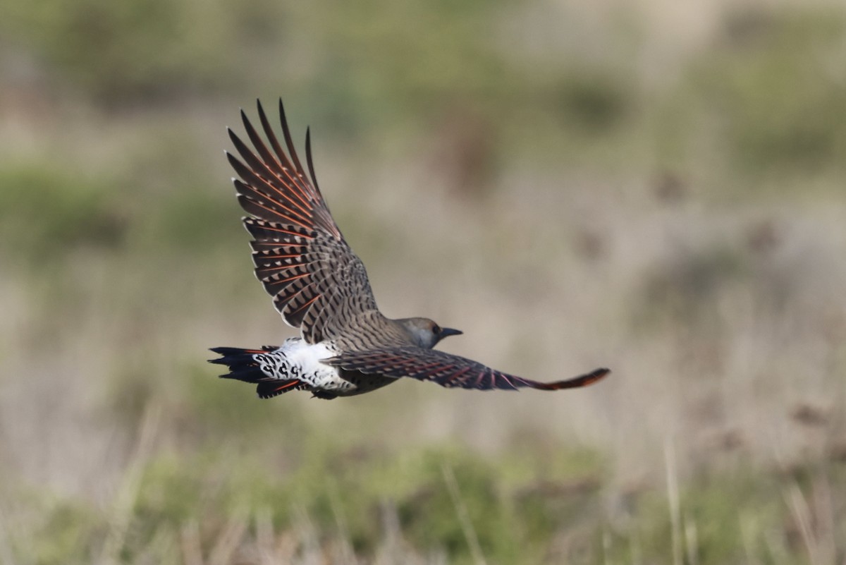 Pic flamboyant - ML646275914