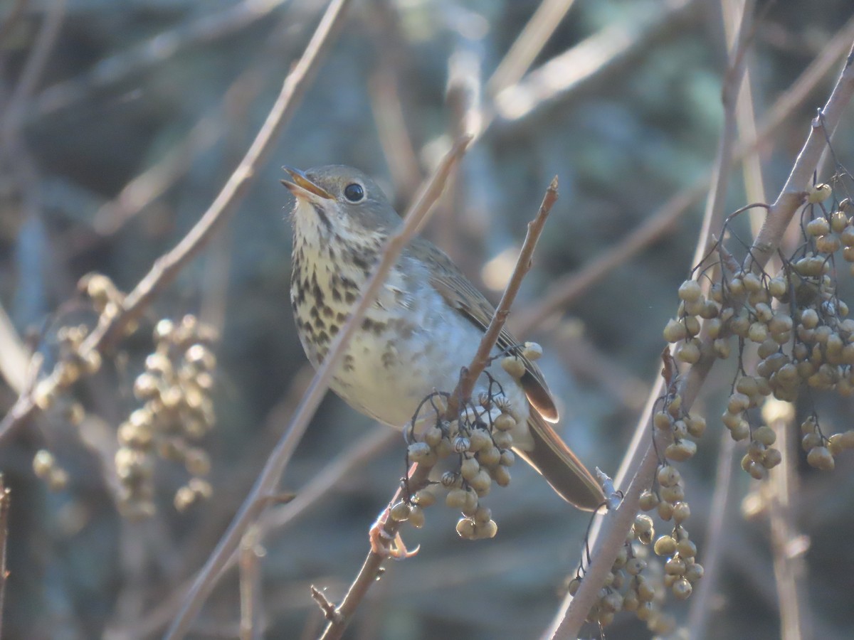 Grive solitaire - ML646275915