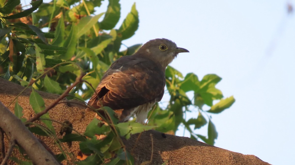 Coucou shikra - ML646275918