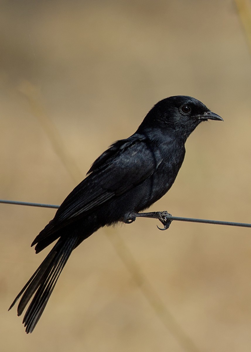 Gobemouche sud-africain - ML646275919