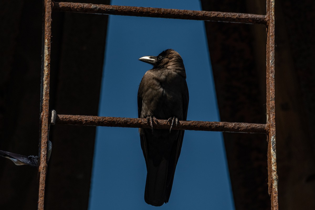 House Crow - ML646275921