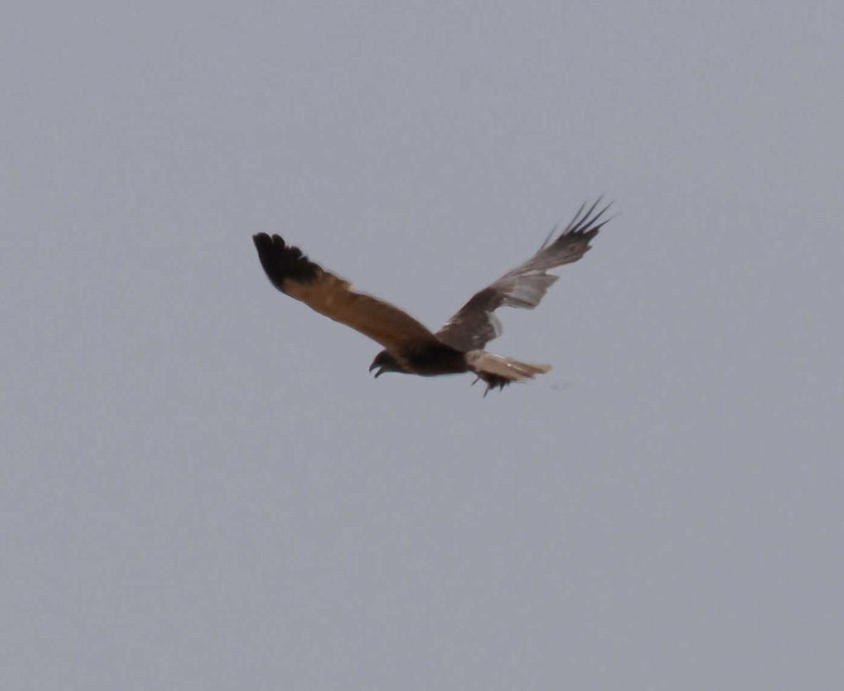 Busard des roseaux - ML646275924