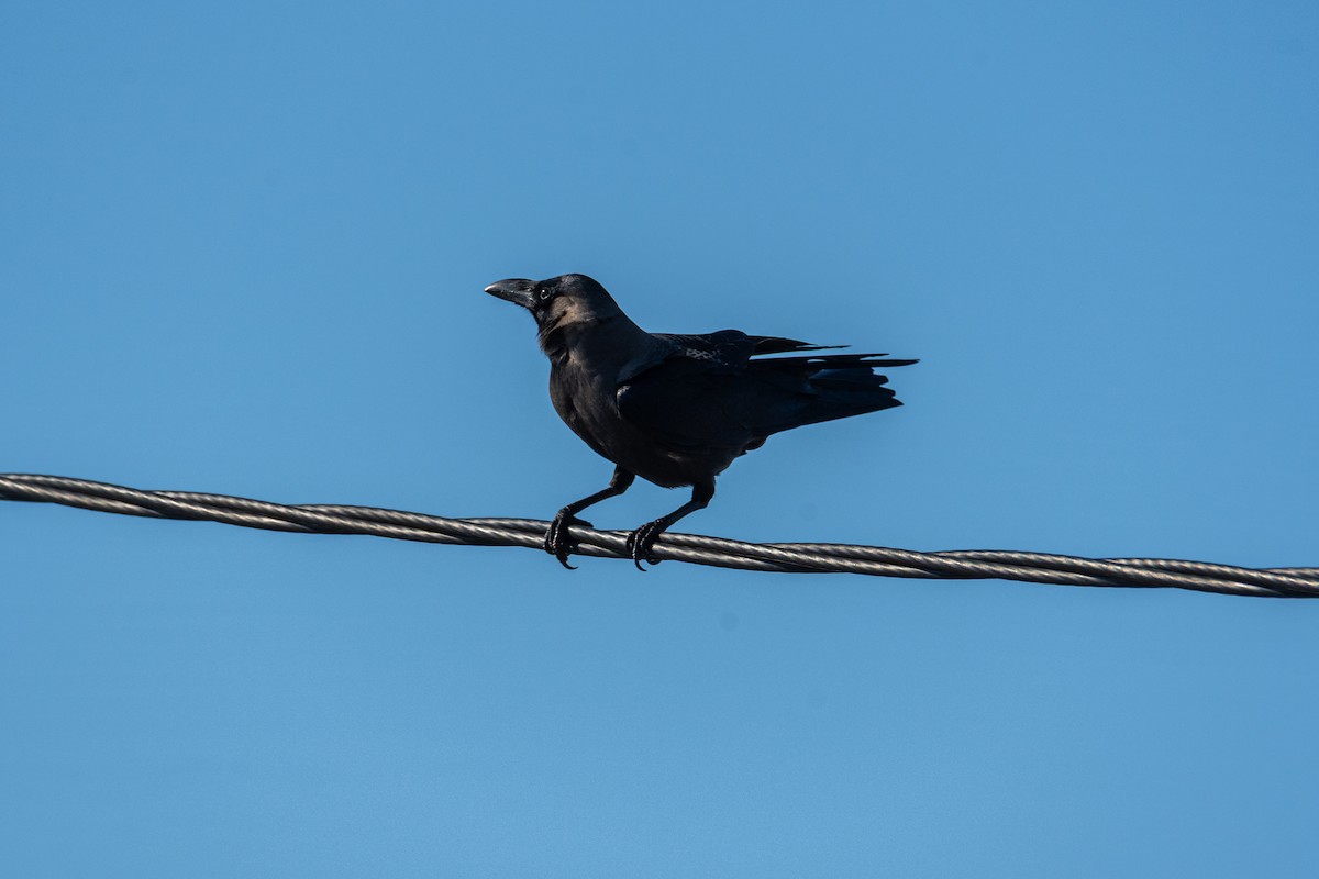 House Crow - ML646275925
