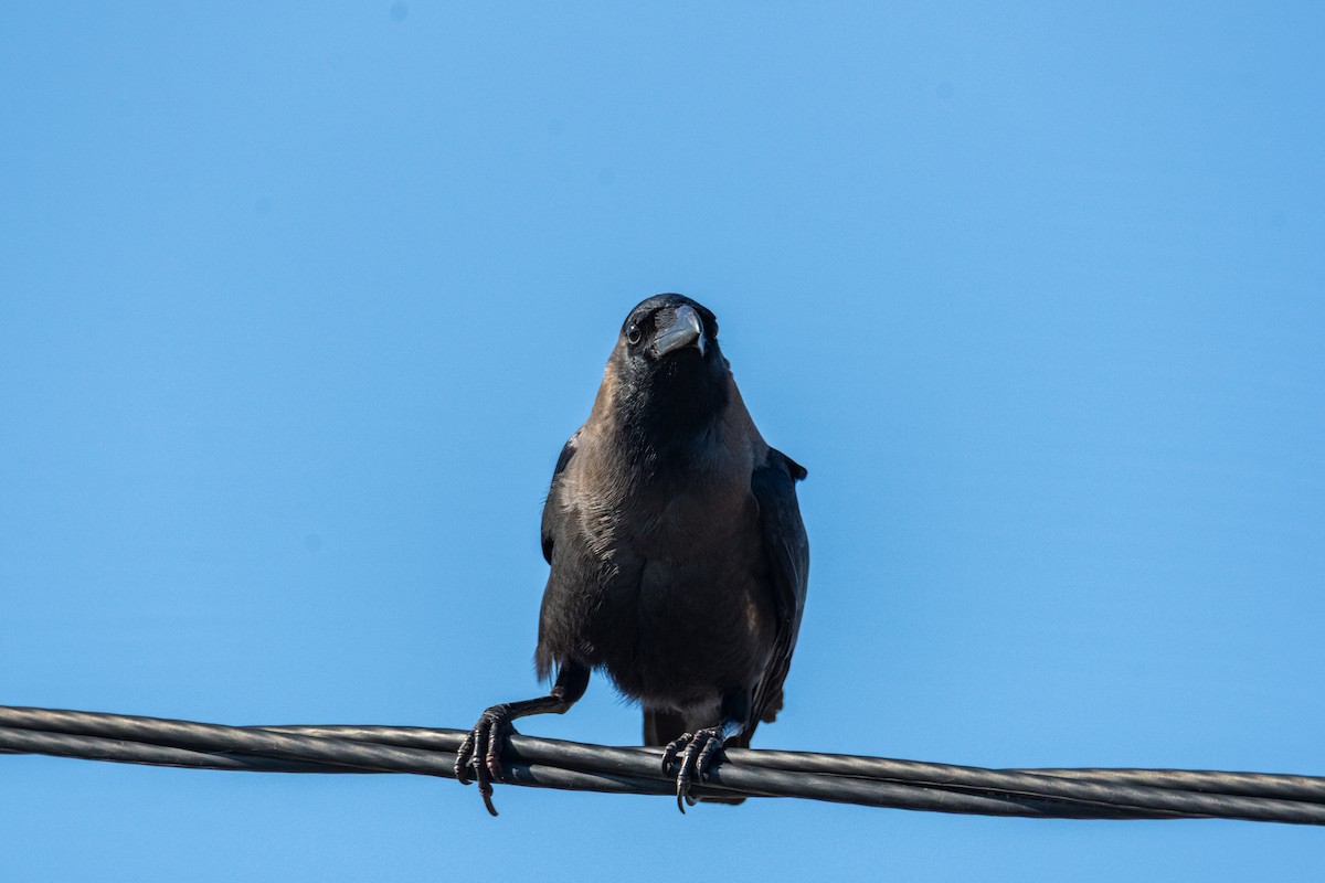 House Crow - ML646275926
