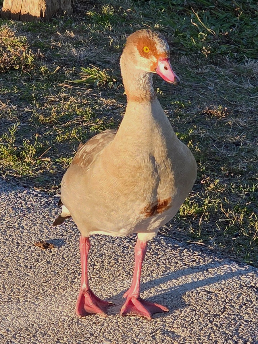 Egyptian Goose - ML646275927