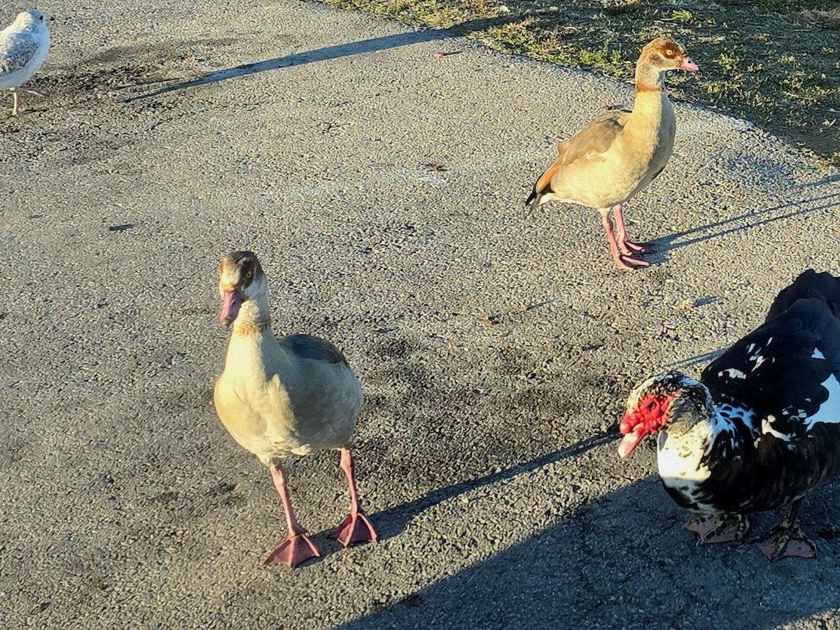 Egyptian Goose - ML646275928
