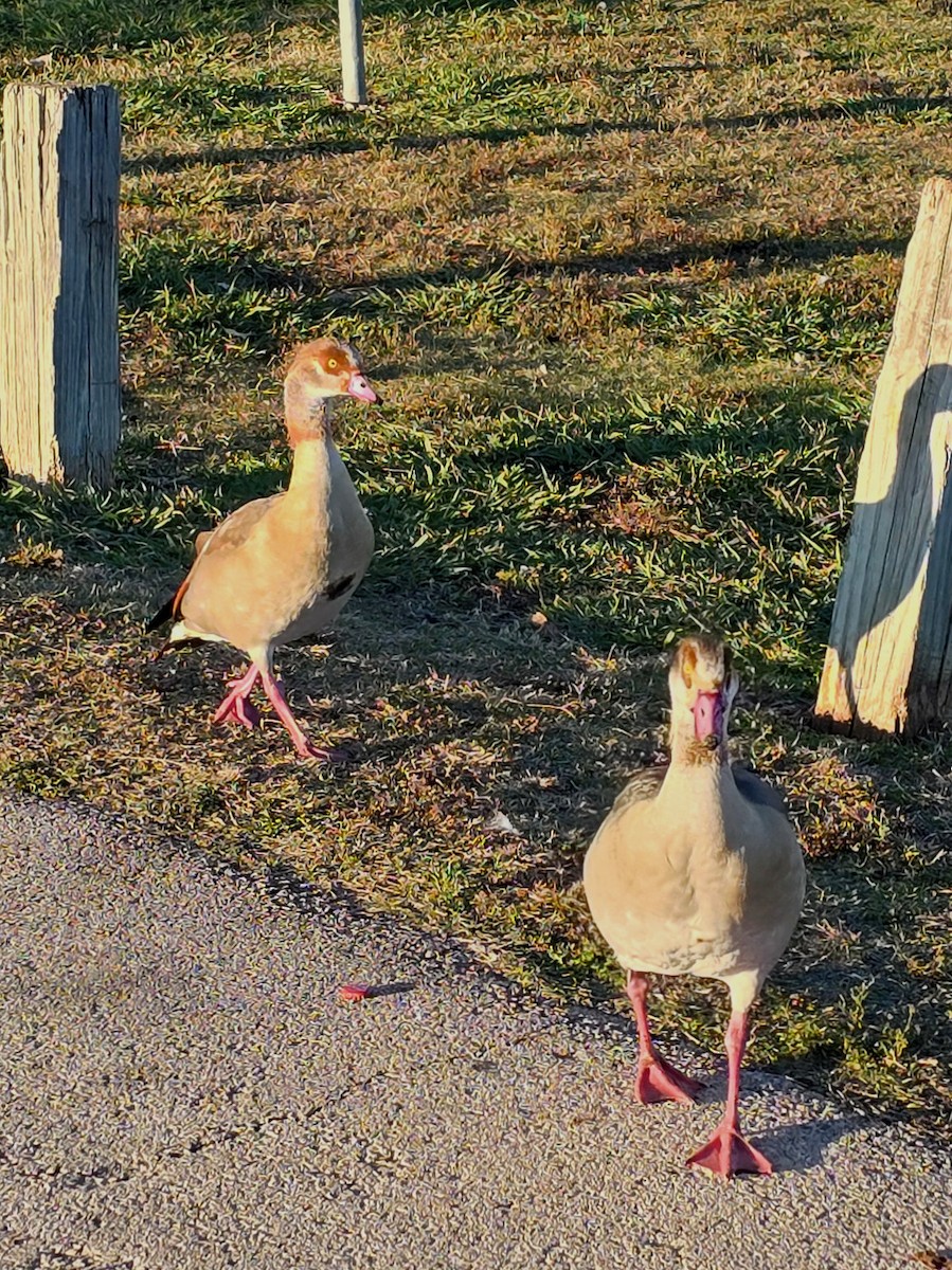 Egyptian Goose - ML646275929