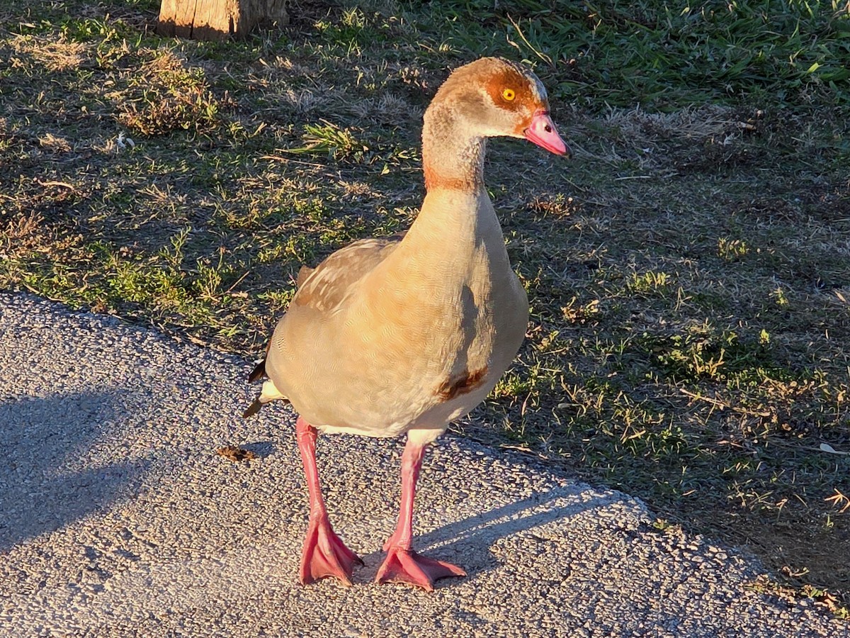 Egyptian Goose - ML646275930