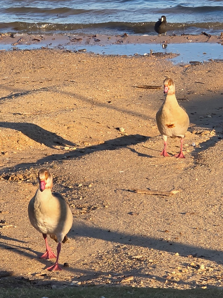 Egyptian Goose - ML646275931