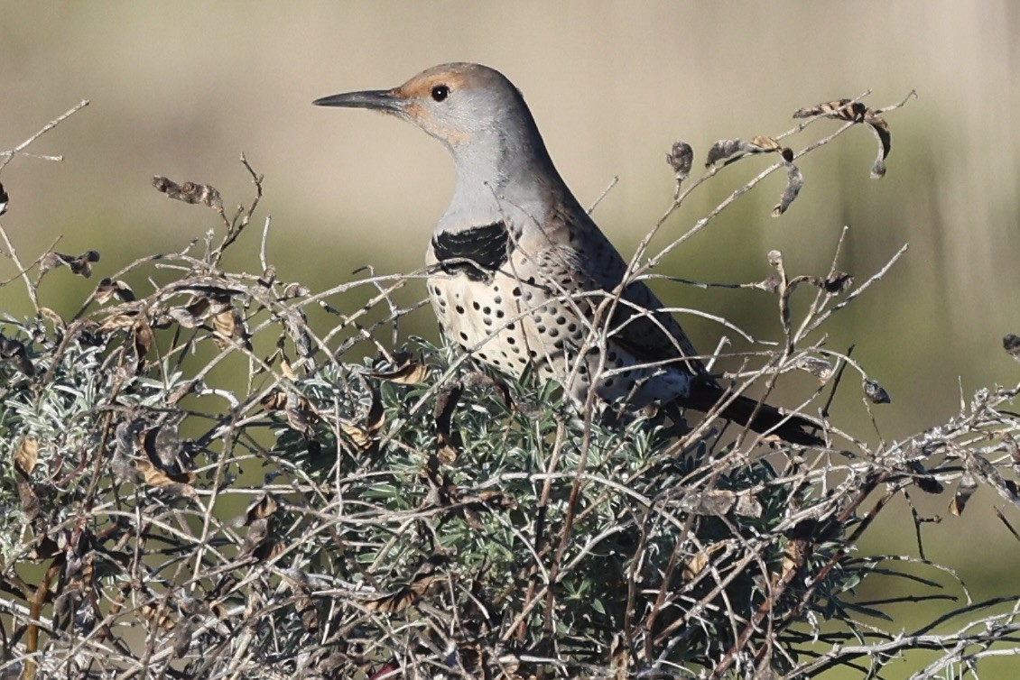 Pic flamboyant - ML646275933