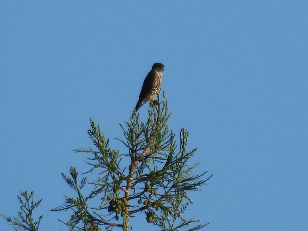 Faucon émerillon - ML646275934