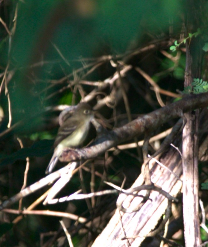 Viréo aux yeux blancs - ML646275939