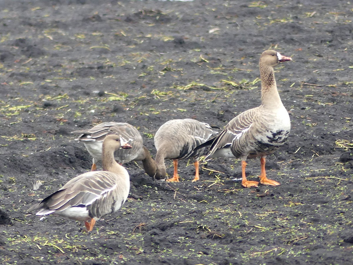 tundragås - ML646275940