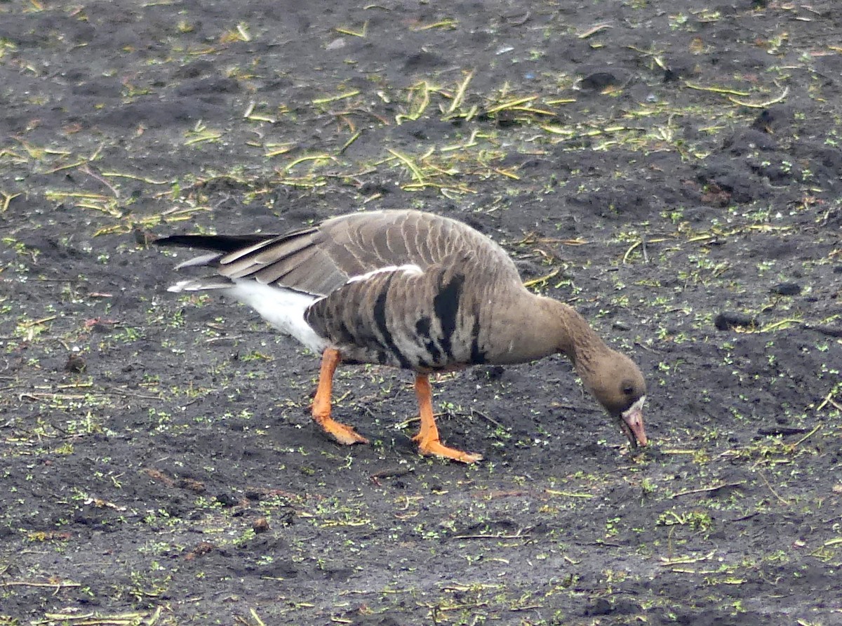 tundragås - ML646275941