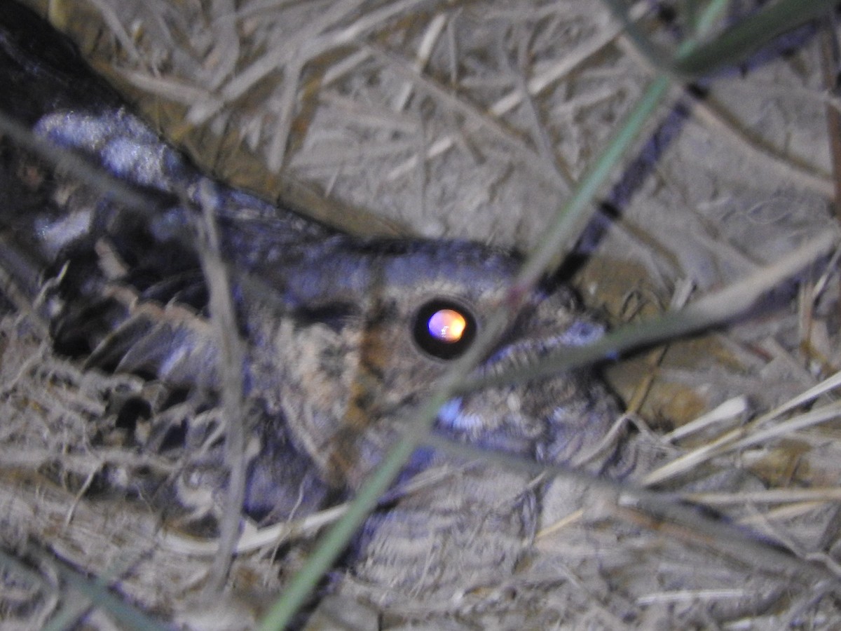 pauraquenattravn - ML646275942