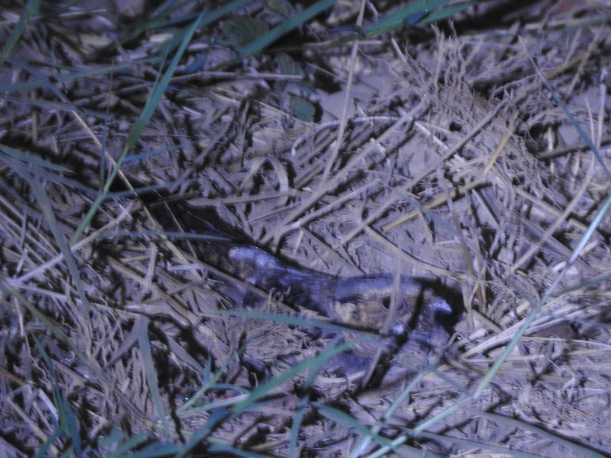 pauraquenattravn - ML646275943