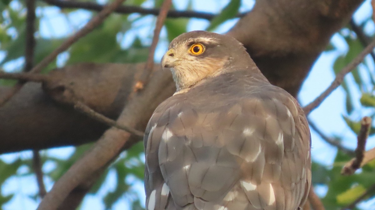 spurvehauk - ML646275945