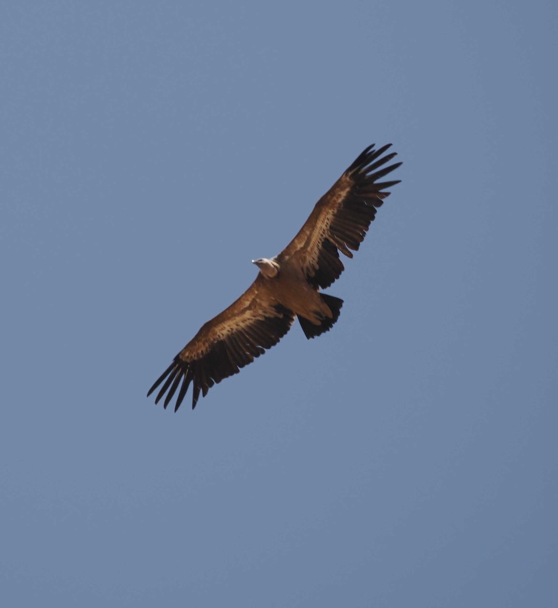 gåsegribb - ML646275946