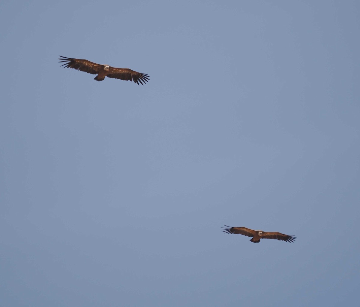 gåsegribb - ML646275947