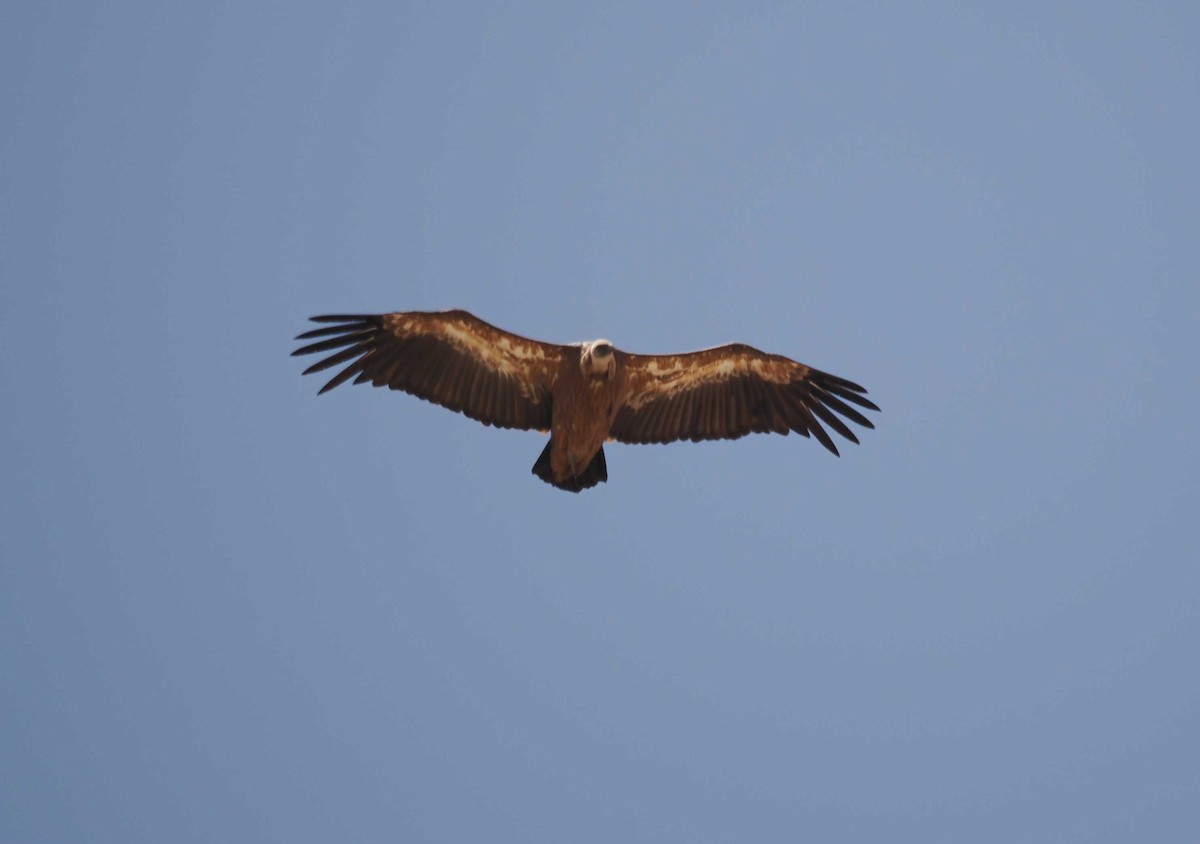 gåsegribb - ML646275948