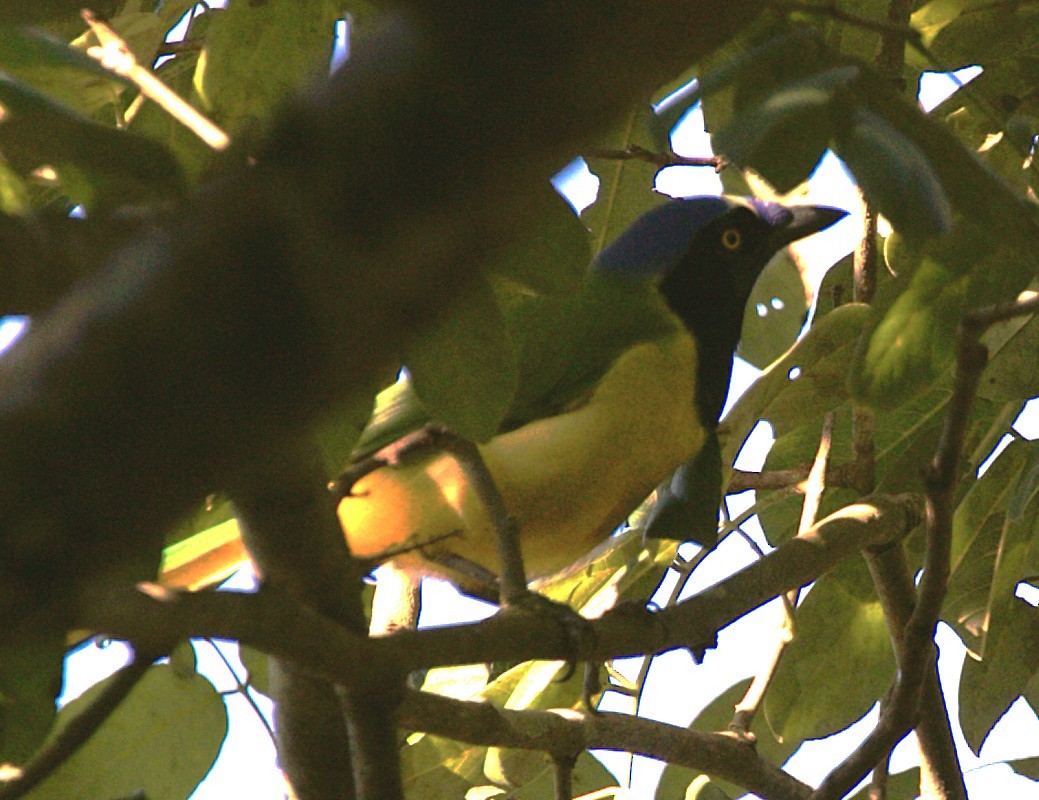 inkaskrike - ML646275950