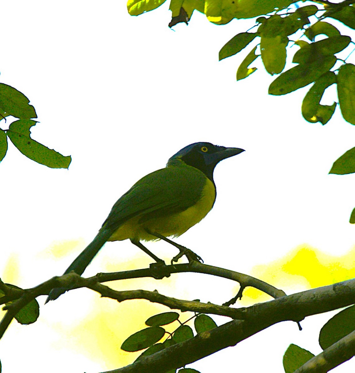 inkaskrike - ML646275951