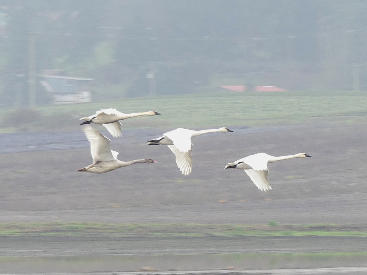 trompetsvane - ML646275952