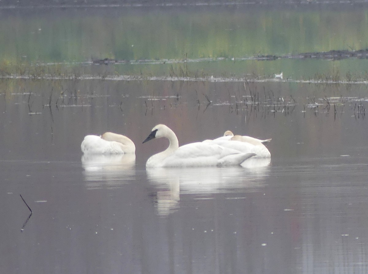 trompetsvane - ML646275953