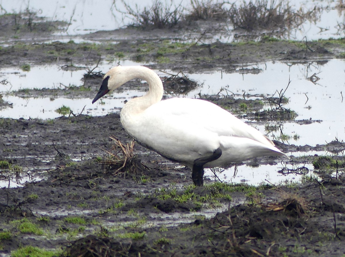 trompetsvane - ML646275954