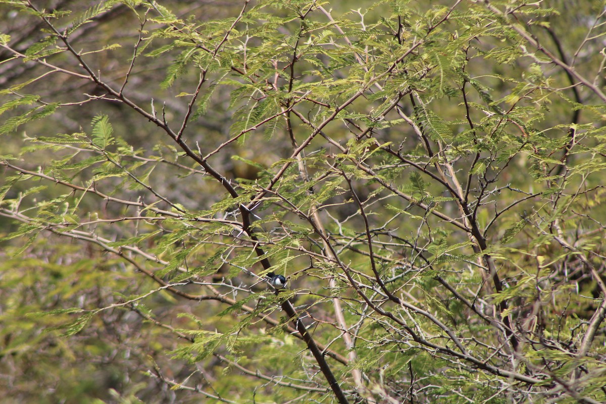 Marañon Gnatcatcher - ML646275955