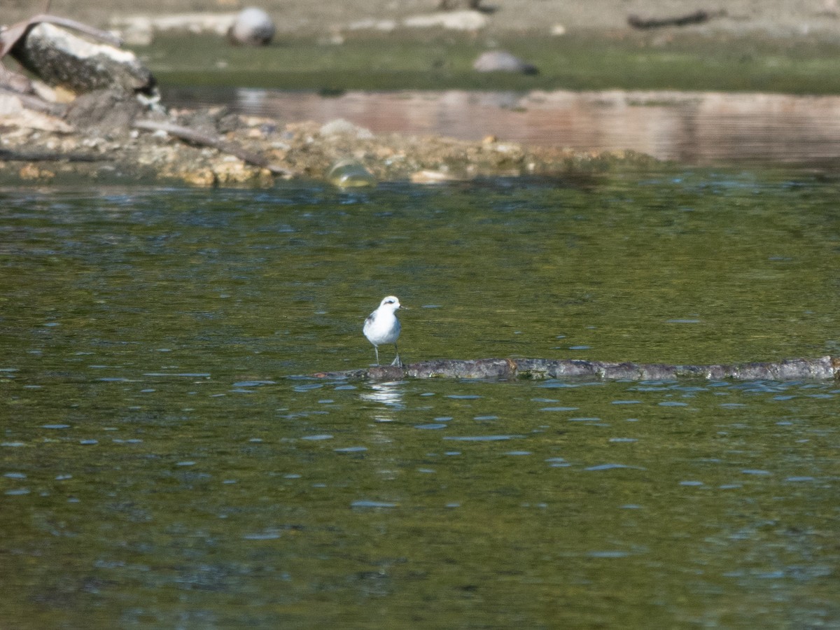 svømmesnipe - ML646275958