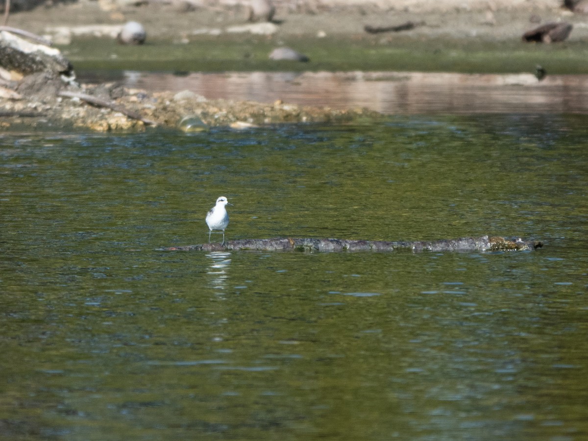 svømmesnipe - ML646275959