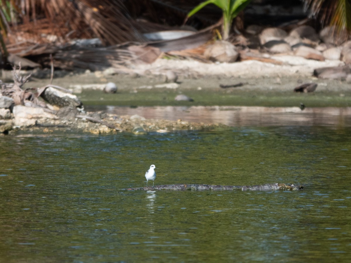 Нарийн сэлээхэй - ML646275960