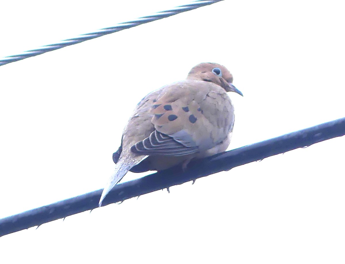 sørgedue - ML646275962