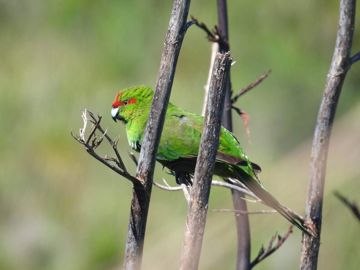 rødkroneparakitt - ML646275964