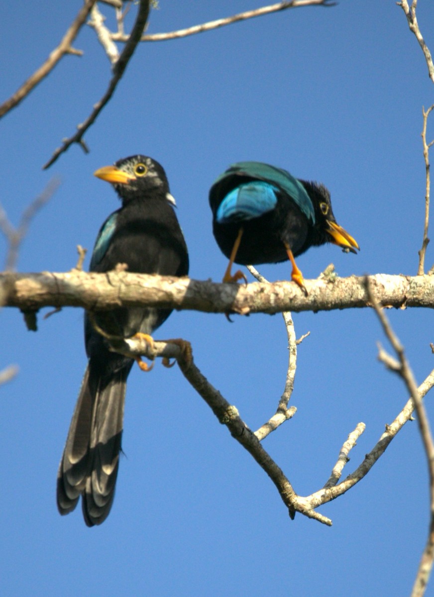 yucatánskrike - ML646275969