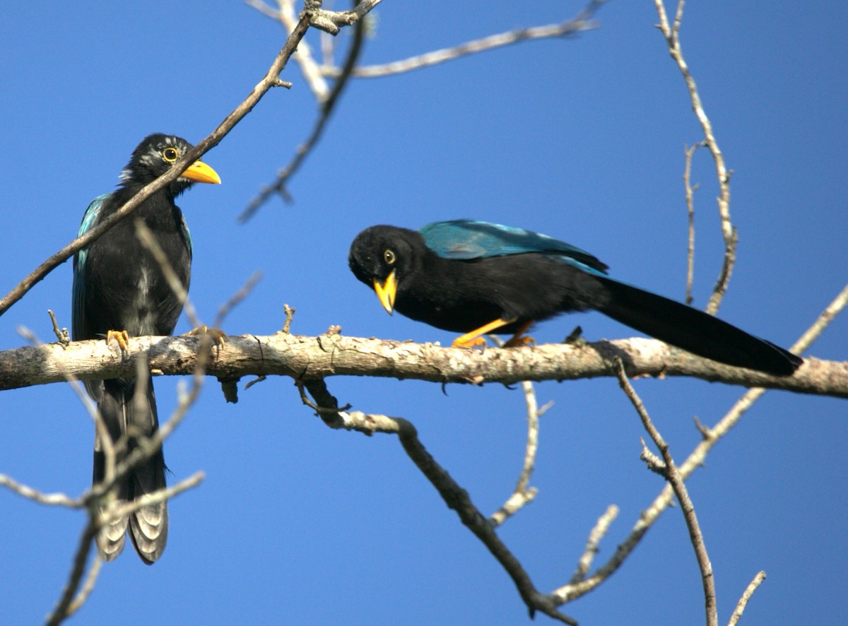 yucatánskrike - ML646275970