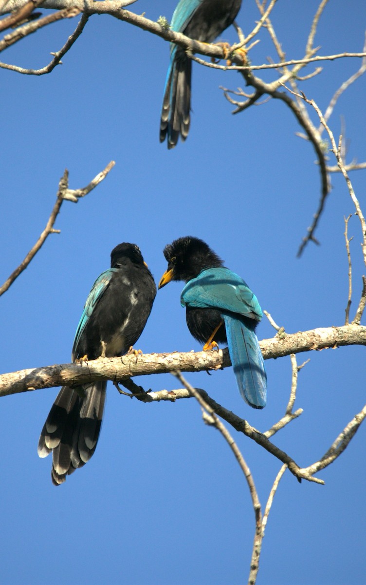 yucatánskrike - ML646275971