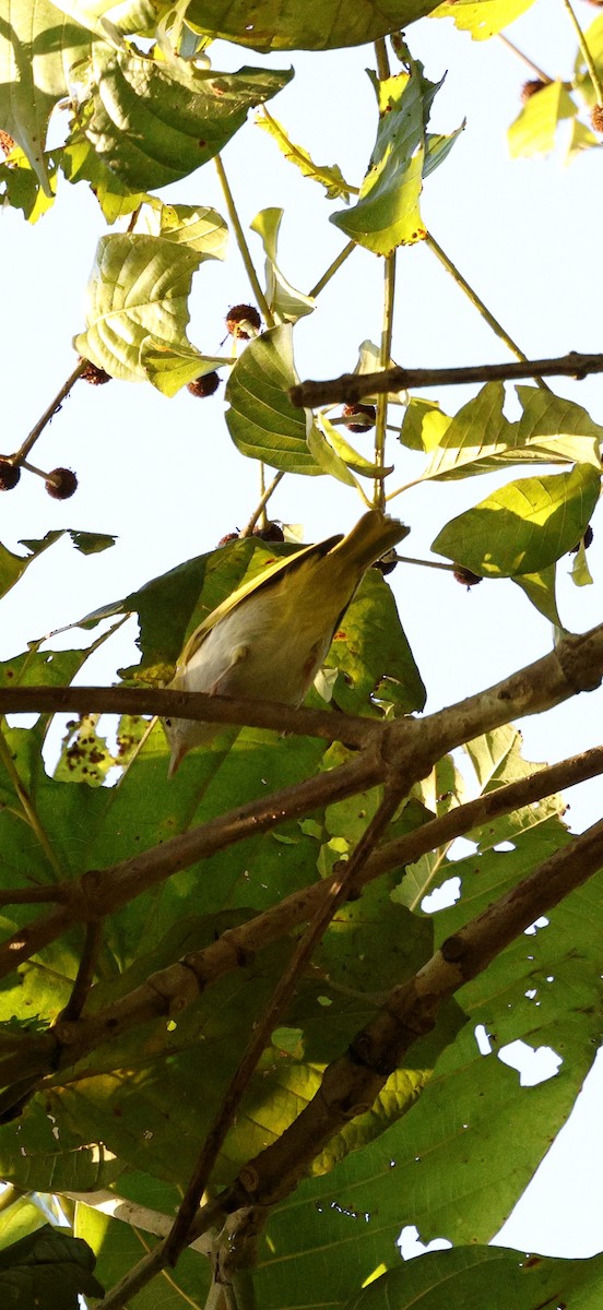 grønntoppyuhina - ML646275972