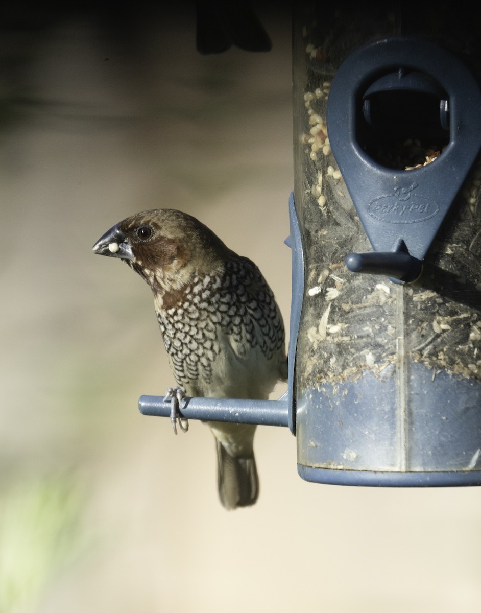 muskatnonne (punctulata) - ML646275975