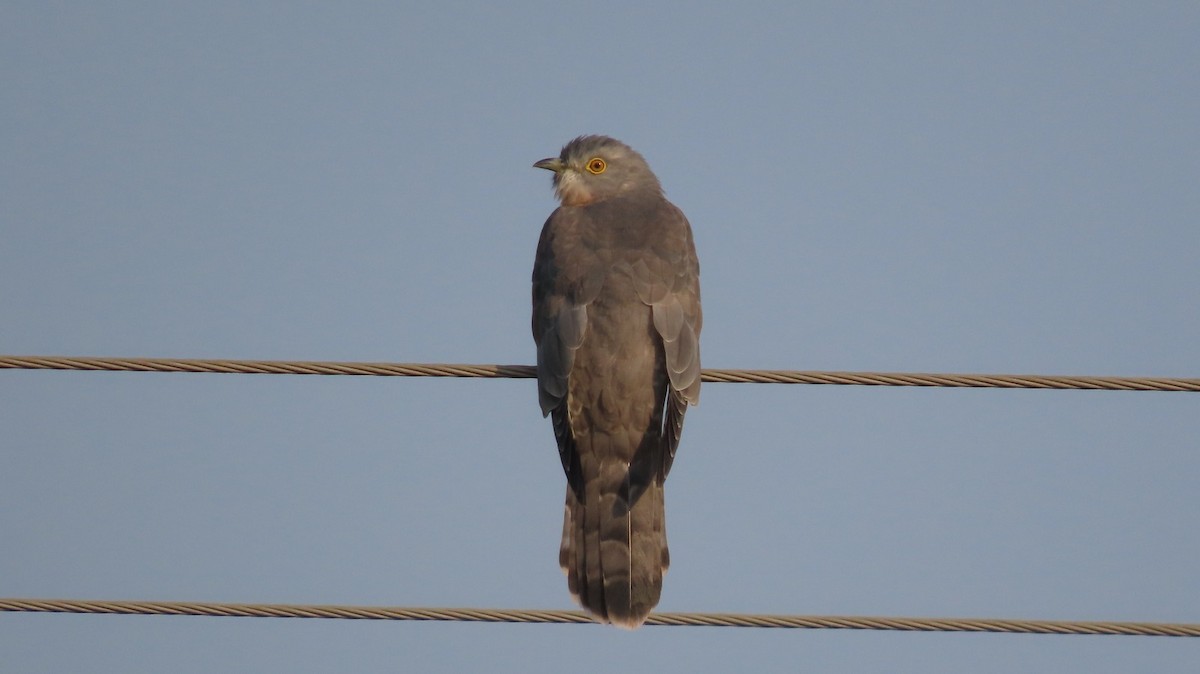 shikragjøk - ML646275976